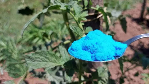 Isso protegerá tomates, pepinos, abobrinhas e outras culturas de doenças perigosas