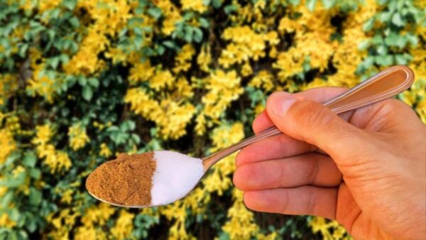 Isso reviverá qualquer planta amarelada ou podre em questão de horas.