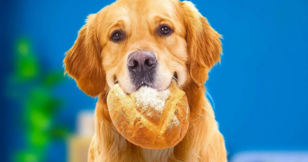 Isto é o que acontece com um cachorro ou gato quando come pão