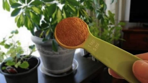 Isto é o que acontece se você colocar 1 colher de chá de canela em pó nas suas plantas