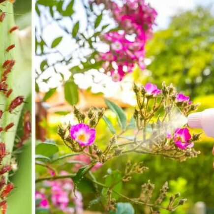 Jardim: Como se livrar dos pulgões?