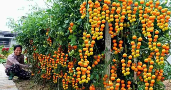 Jardim, com esta técnica ancestral você não precisará mais comprar tomates durante meses inteiros