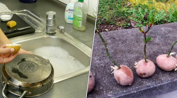 Jardim e casa: todos os truques que você pode fazer com batatas