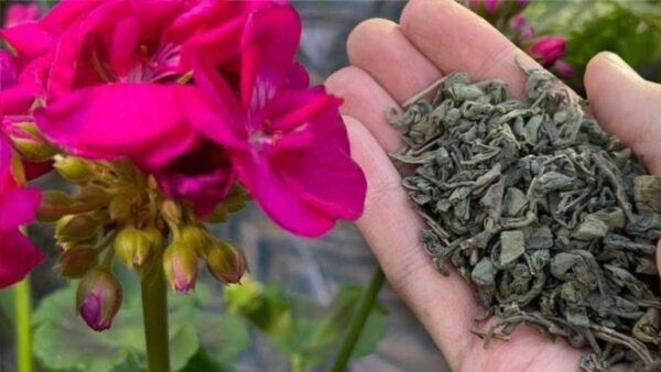 Jogue um punhado embaixo de suas plantas: você verá resultados surpreendentes