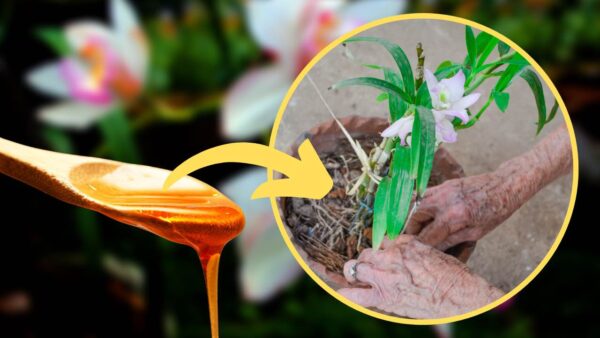 LINDA E EXUBERANTE ORQUÍDEA COM ESTE CONDICIONADOR DIY, NUNCA PARECEU TÃO SAUDÁVEL ANTES