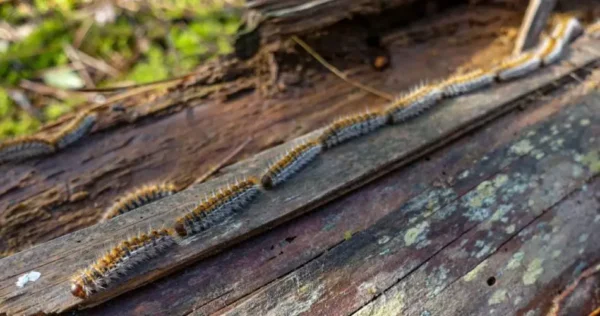 Lagartas processionárias: métodos eficazes para se livrar delas