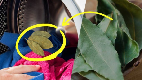 Laurel na máquina de lavar, você vai se surpreender assim que ver a roupa: roupa impecável