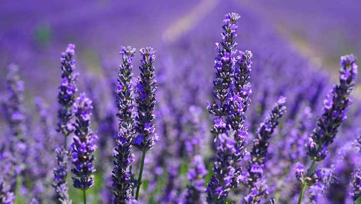 Estacas de propagação de lavanda