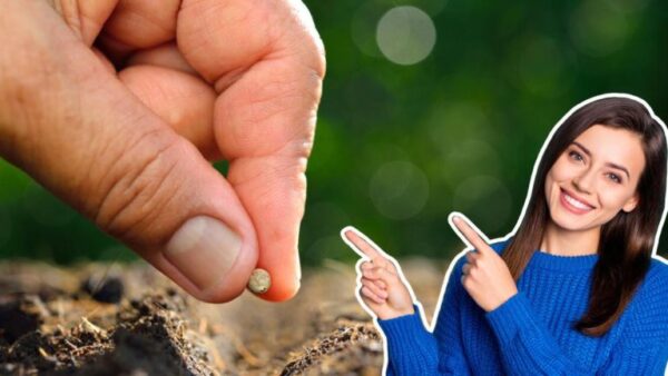 Legumes para plantar em setembro