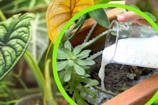 Leite nas plantas, todo mundo despeja no jardim. O truque dos camponeses é verdadeiramente extraordinário