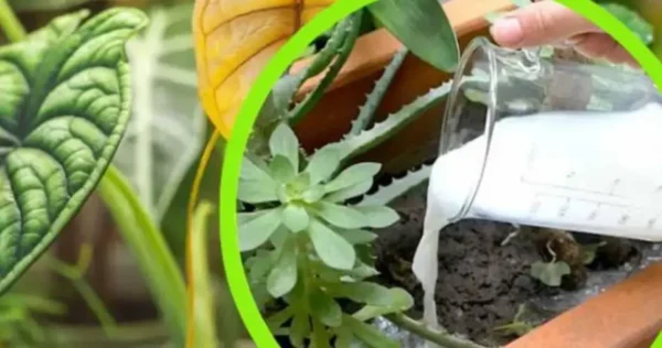 Leite nas plantas, todo mundo joga no jardim. A maquiagem camponesa é verdadeiramente extraordinária.