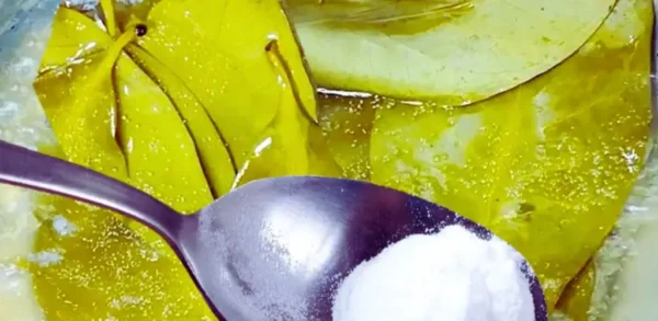 Levedura em folhas de louro: técnica antiga da avó