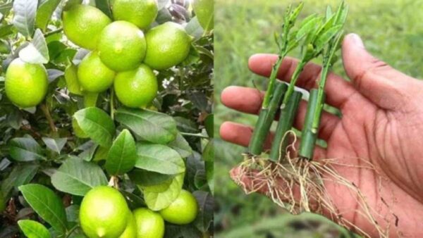 Limões, como propagá-los e torná-los suculentos: o método dos nossos avós