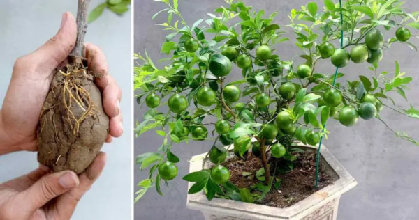 Limões, se você cultivá-los assim, eles durarão o ano todo: o método muito simples