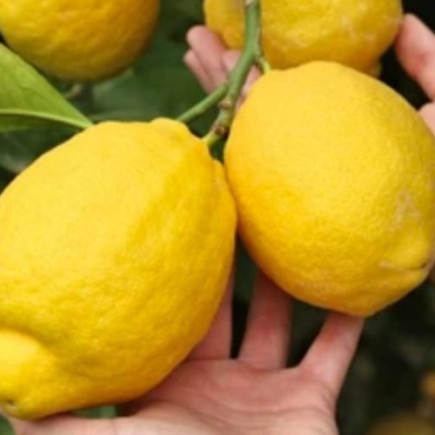Limões sempre enormes e suculentos segundo o antigo método camponês: experimente agora