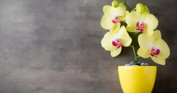 Lindas orquídeas em flor – você só precisa de uma pitada desse ingrediente.