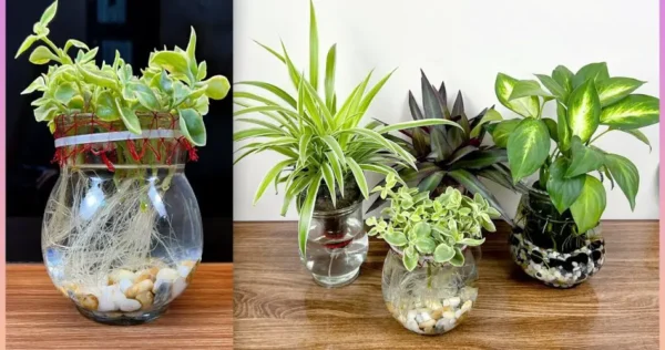 Lindas plantas na água para deixar sua casa mais verde e confortável