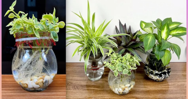 Lindas plantas na água para deixar sua casa mais verde e confortável