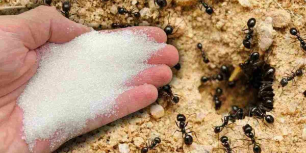 Livre-se das formigas sem usar produtos químicos – elas odeiam esse ingrediente