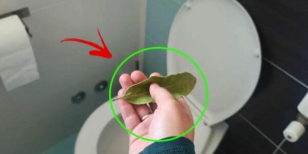 Livre-se dos odores desagradáveis ​​do seu banheiro com uma folha de louro