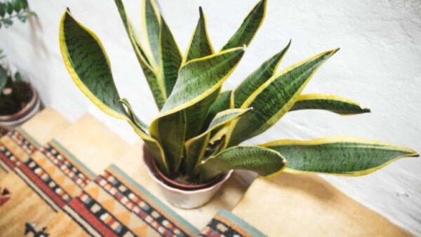 Língua da sogra, aqui você pode colocar em sua casa para ficar linda e majestosa