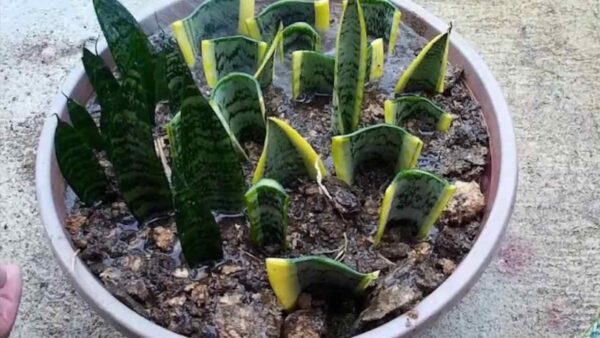 Língua da sogra, como reproduzi-la sem parar: o verdadeiro método usado pelas creches