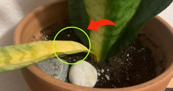 Língua da sogra, se já tem folhas amarelas, você resolve imediatamente fazendo assim