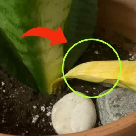 Língua de sogra: Se sua planta está com folhas amareladas, veja como consertar agora mesmo!
