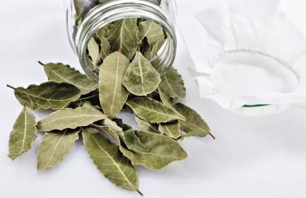 Louro na geladeira e outros truques para aproveitar as maravilhas desta planta