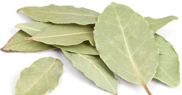 Louro: uma planta rica em benefícios para a nossa saúde