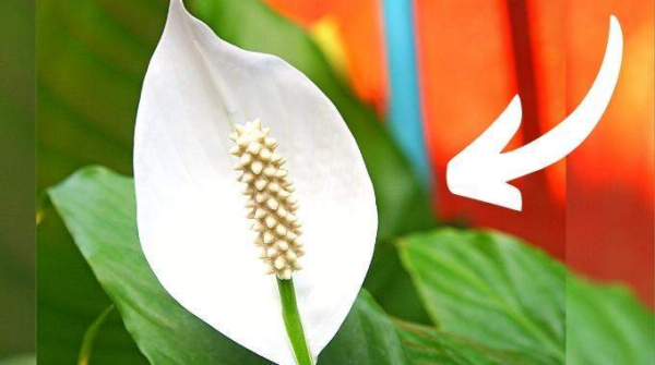 Lírio da paz: aqui é o lugar ideal para ele florescer na sua casa