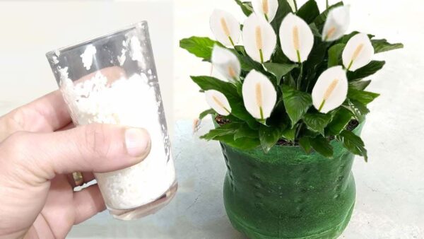 Lírio da paz saudável e vigoroso, jogue um punhado: florescerá muito