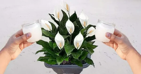 Lírio-de-leite saudável e próspero com um punhado deste ingrediente: nunca foi assim