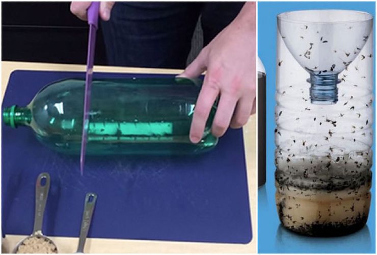 Armadilha para pegar insetos