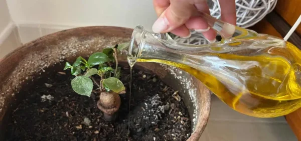 MUITOS COMEÇARAM A DERRAMAR AZEITE NAS PLANTAS
