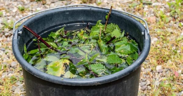 Macerado de urtiga: como preparar e usar o fertilizante e pesticida mais poderoso