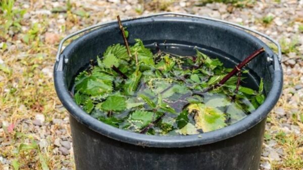 Macerado de urtiga: embeleze seu jardim com este fertilizante natural e econômico