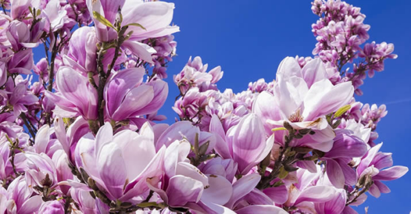 Magnólia: todos os maravilhosos benefícios desta planta com um aroma inebriante