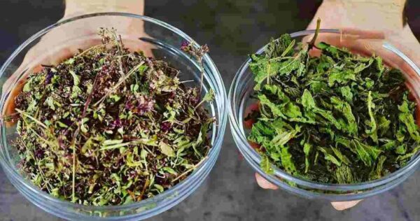 Mais fortes que o alho e o limão, estes 2 ingredientes eliminam todos os fungos e bactérias.