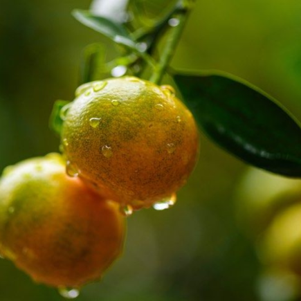 Mandarim: a árvore com frutas perfumadas e suculentas
