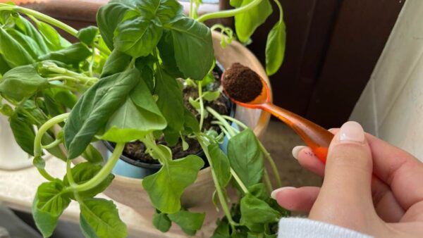 Manjericão: com uma colher deste ingrediente mantém-se saudável e viçoso durante anos