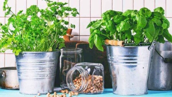 Manjericão em vaso: cuidando das plantas
