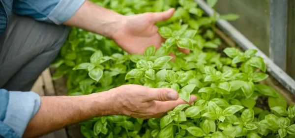 Manjericão fresco e saudável durante um ano inteiro, como cultivar: este é o segredo