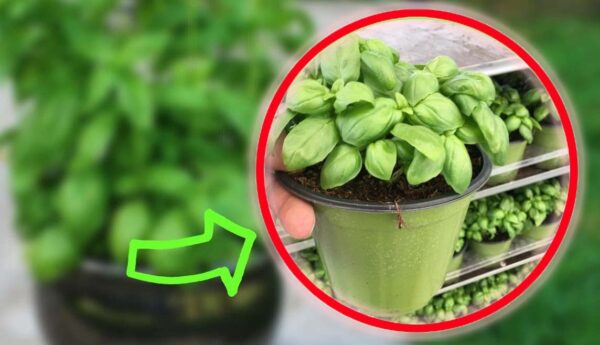 Manjericão, o truque do viveirista para tê-lo sempre prosperando e nunca deixá-lo apodrecer | Faça isso também!