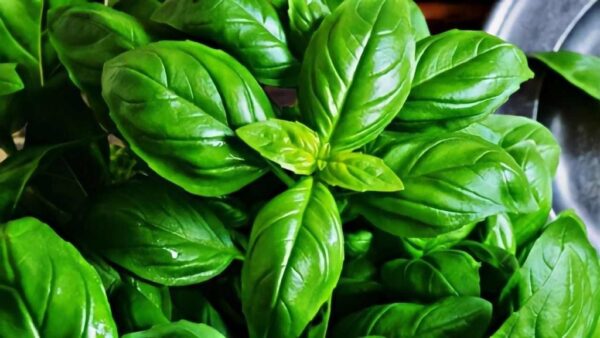 Manjericão, onde plantá-lo para torná-lo forte, bonito e luxuriante: o lugar inesperado