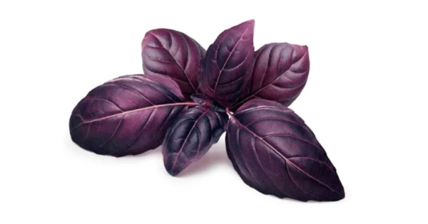 Manjericão roxo: digestivo, diurético, purifica os rins e alivia dores nas articulações