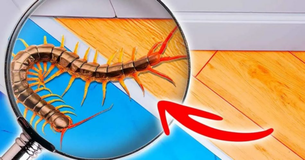 Mantenha as centopéias longe de sua casa com um truque simples: elas não voltarão