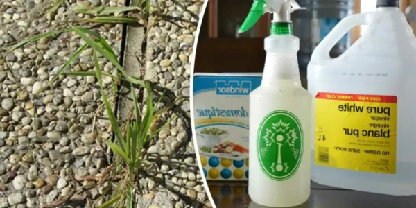 Mate ervas daninhas com 7 herbicidas naturais