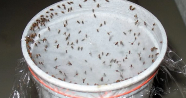 Mate todas as baratas, moscas e mosquitos em 1 hora com esta poderosa mistura!