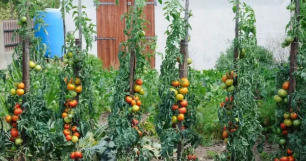 Maximize o seu jardim: aqui estão os vegetais para plantar com tomate